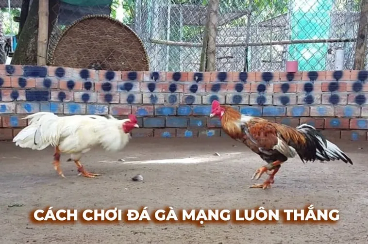 Cách Chơi Đá Gà Sabong Tại EE88 Bí Quyết Thắng Lớn 2 Cách Chơi Đá Gà Sabong Tại EE88 Bí Quyết Thắng Lớn