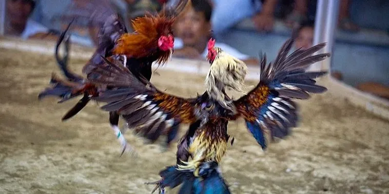 Cách Chơi Đá Gà Sabong Tại EE88 Bí Quyết Thắng Lớn 1 Cách Chơi Đá Gà Sabong Tại EE88 Bí Quyết Thắng Lớn